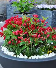 Plante în ciubăr Plante în ciubăr